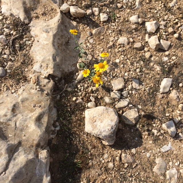 daisies